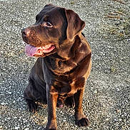 Sharlie participe au concours pour gagner de l'argent avec cette photo : dog, puppy, chocolate_lab, sitting, tongue_out, floppy_ears, brown_fur, canine, pet, outdoor, gravel, ground, portrait, closeup, happy, alert, collarless, large_breed, animal, daylight