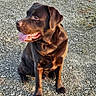 dog, puppy, chocolate_lab, sitting, tongue_out, floppy_ears, brown_fur, canine, pet, outdoor, gravel, ground, portrait, closeup, happy, alert, collarless, large_breed, animal, daylight