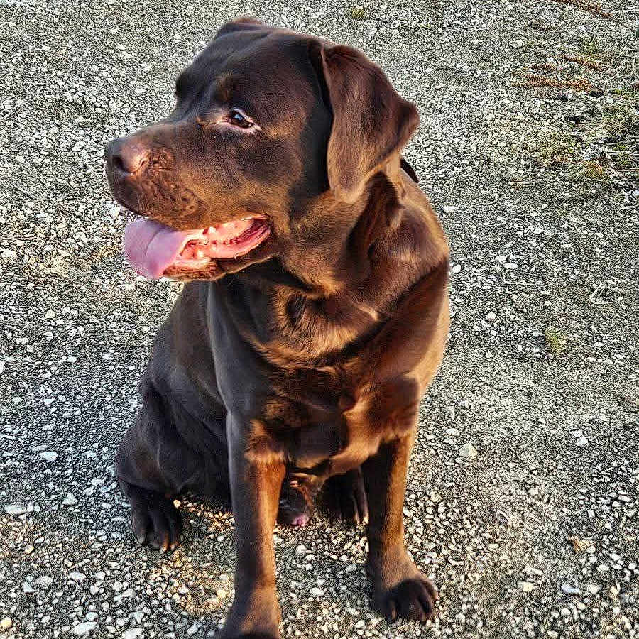 Sharlie participe au concours pour gagner de l'argent avec cette photo : dog, puppy, chocolate_lab, sitting, tongue_out, floppy_ears, brown_fur, canine, pet, outdoor, gravel, ground, portrait, closeup, happy, alert, collarless, large_breed, animal, daylight