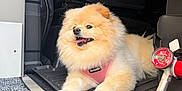Coco joined the competition — help win amazing prizes! dog, pomeranian, pet, vehicle, car_interior, floor_mat, harness, pink_harness, happy, tongue_out, fluffy, sitting, close_up, indoor, transport, steering_wheel, dashboard, car_seat, black, light