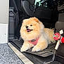 dog, pomeranian, pet, vehicle, car_interior, floor_mat, harness, pink_harness, happy, tongue_out, fluffy, sitting, close_up, indoor, transport, steering_wheel, dashboard, car_seat, black, light
