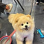 Coco joined the competition — help win amazing prizes! dog, pomeranian, puppy, leash, water_bowl, toy, floor, chair_legs, footwear, happy, smiling, indoor, pet, animal, fur, cute, small_dog, playful, domestic, companion