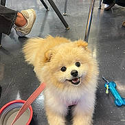 Coco is registered to the contest to win money with this photo: dog, pomeranian, puppy, leash, water_bowl, toy, floor, chair_legs, footwear, happy, smiling, indoor, pet, animal, fur, cute, small_dog, playful, domestic, companion