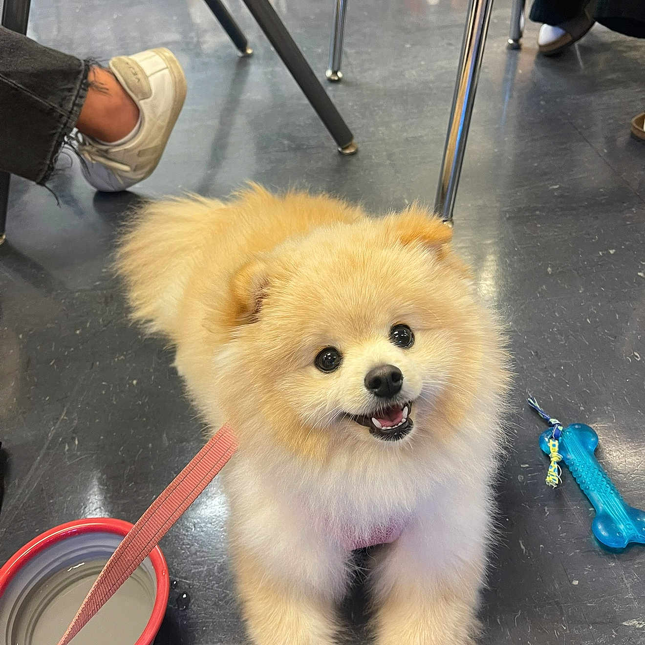 Coco is registered to the contest to win money with this photo: animal, chair_legs, companion, cute, dog, domestic, floor, footwear, fur, happy, indoor, leash, pet, playful, pomeranian, puppy, small_dog, smiling, toy, water_bowl