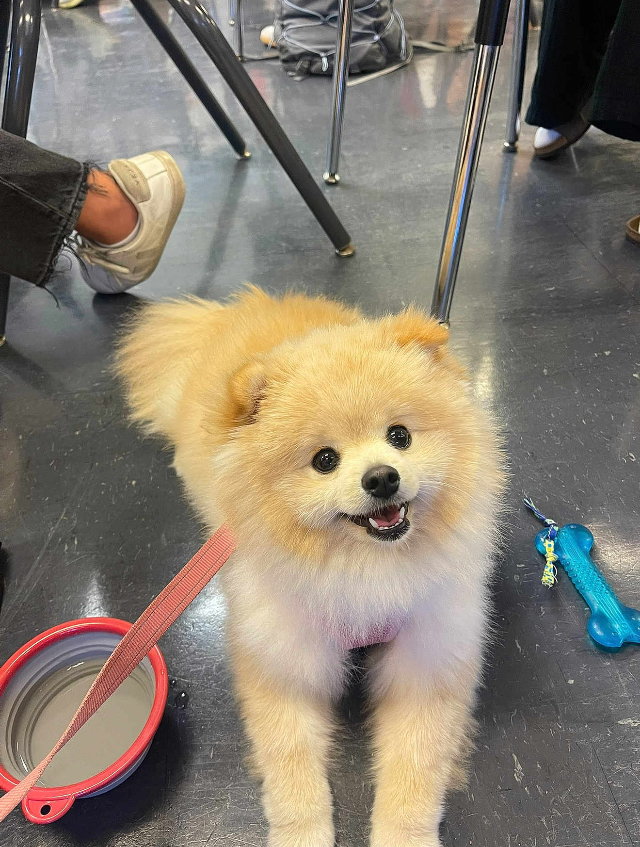 Coco is registered to the contest to win money with this photo: dog, pomeranian, puppy, leash, water_bowl, toy, floor, chair_legs, footwear, happy, smiling, indoor, pet, animal, fur, cute, small_dog, playful, domestic, companion