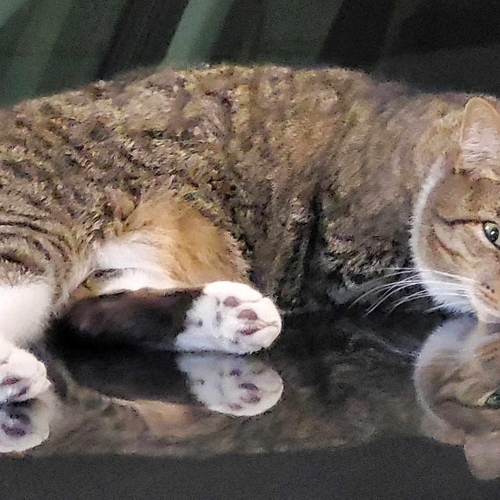 Stevee joined the competition — help win amazing prizes! animal, cat, closeup, cute, domestic_animal, ears, feline, fur, indoor, lying_down, mammal, paws, pet, reflection, relaxed, resting, sleepy, surface, tabby, whiskers