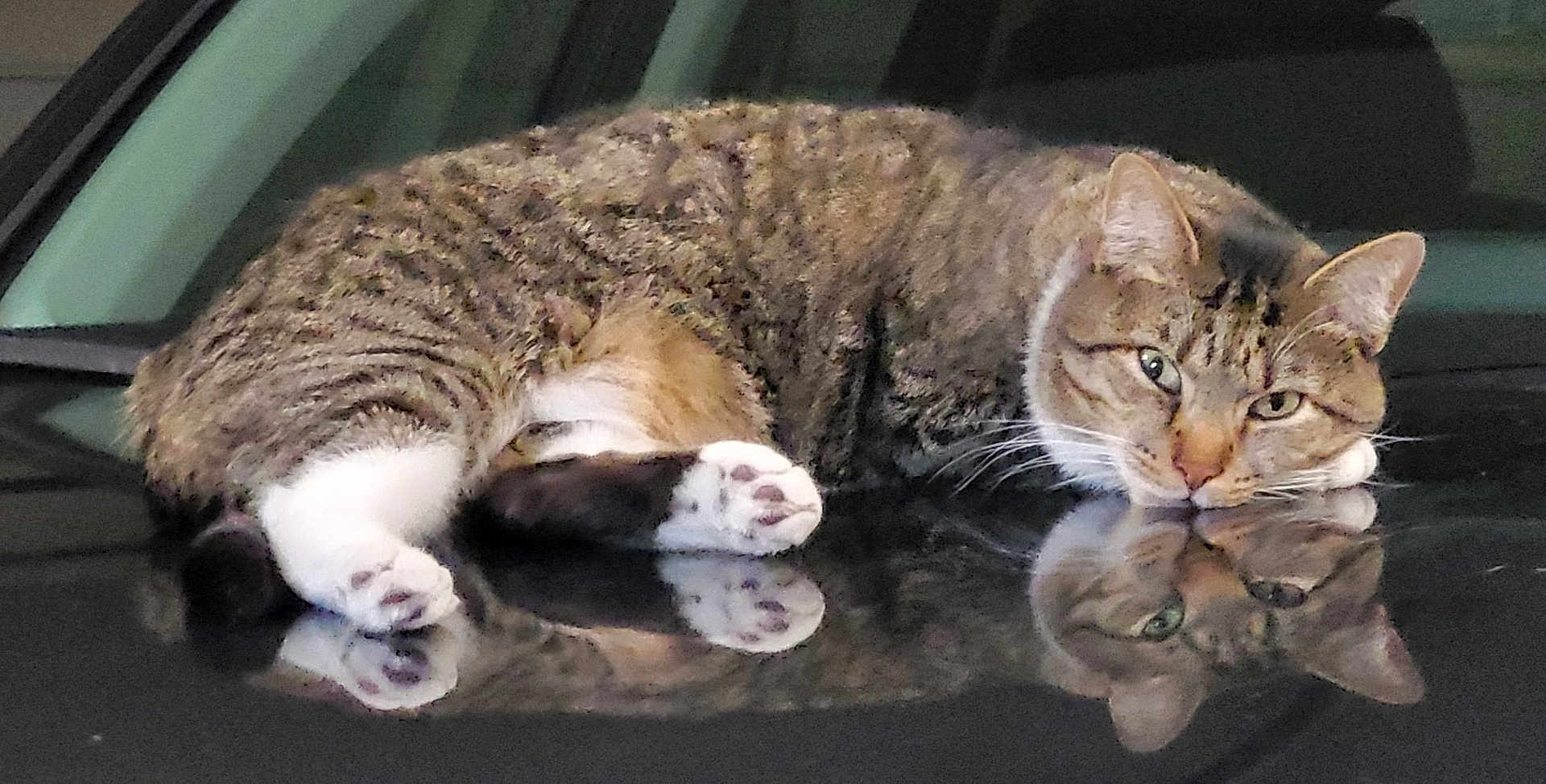 Stevee joined the competition — help win amazing prizes! animal, cat, closeup, cute, domestic_animal, ears, feline, fur, indoor, lying_down, mammal, paws, pet, reflection, relaxed, resting, sleepy, surface, tabby, whiskers