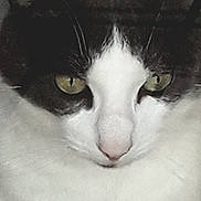 Philippe Touzelet a rejoint le concours — aidez-le/la à gagner de superbes lots ! cat, close_up, black_and_white, green_eyes, fur, pet, animal, face, whiskers, nose, cute, domestic_cat, portrait, serious, feline, indoor, mammal, focused, expression