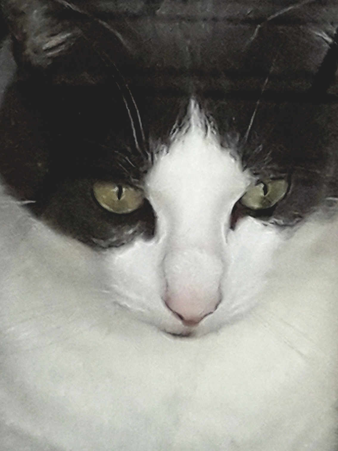 Philippe Touzelet a rejoint le concours — aidez-le/la à gagner de superbes lots ! cat, close_up, black_and_white, green_eyes, fur, pet, animal, face, whiskers, nose, cute, domestic_cat, portrait, serious, feline, indoor, mammal, focused, expression