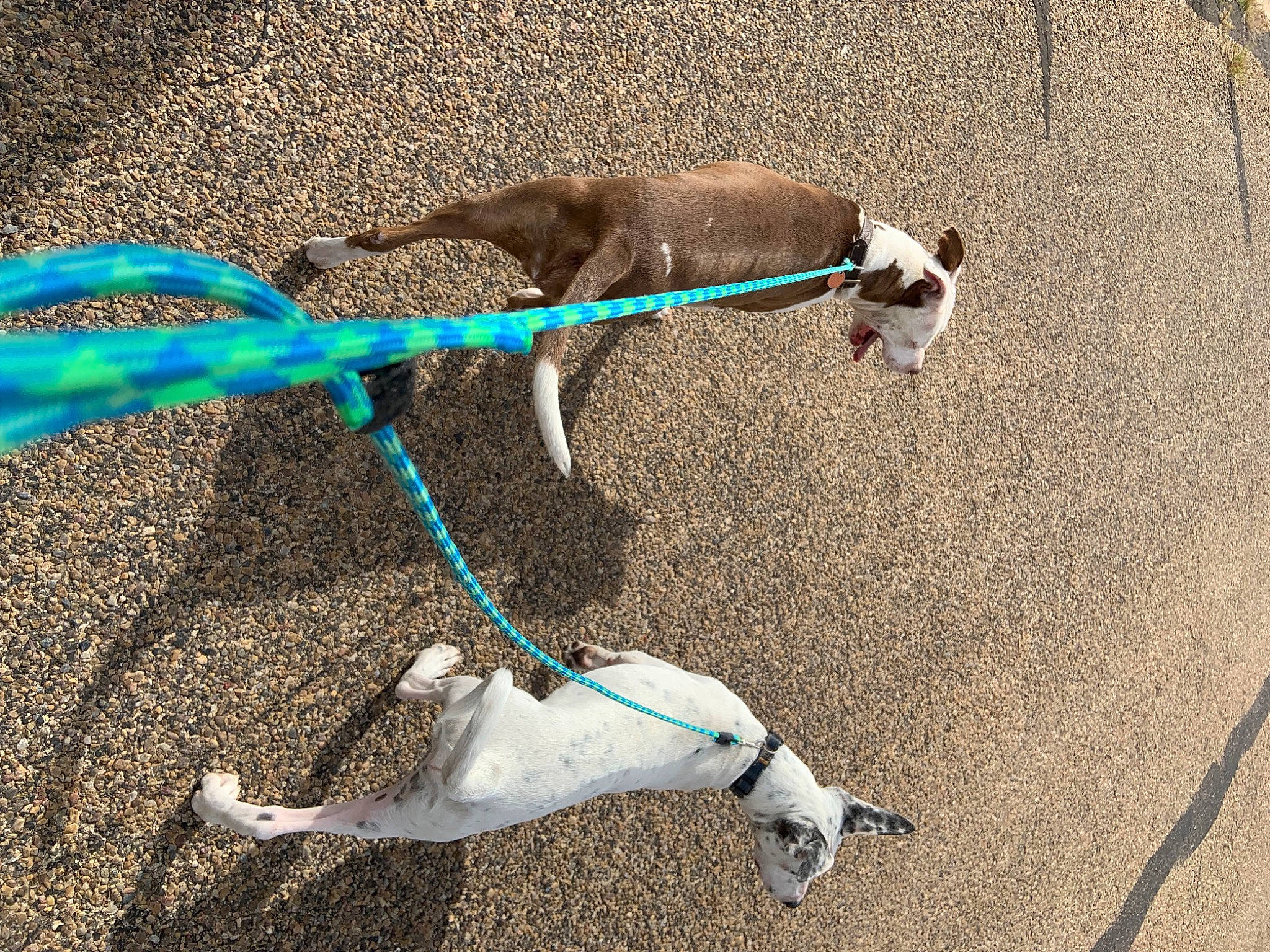 Bella is registered to the contest to win money with this photo: carnivore, collar, companion_dog, composite_material, dog, dog_breed, dog_collar, dog_supply, electric_blue, fashion_accessory, fawn, leash, line, natural_material, pet_supply, shadow, sporting_group, tail, terrestrial_animal, working_animal