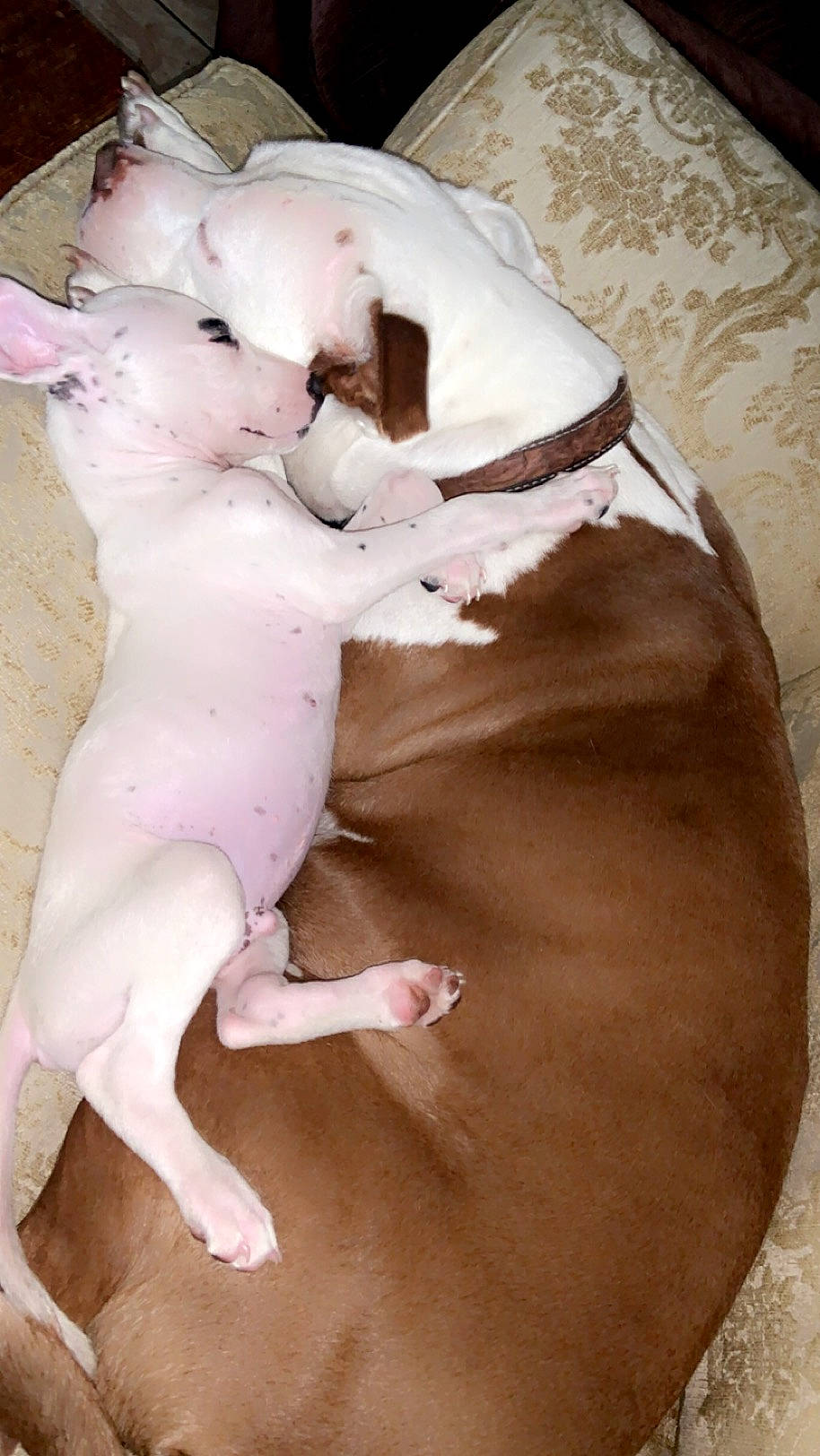 Bella joined the competition — help win amazing prizes! abdomen, canidae, carnivore, chest, comfort, companion_dog, dog, dog_breed, fawn, human_leg, knee, linens, neck, snout, sporting_group, tail, thigh, toy, trunk, working_animal