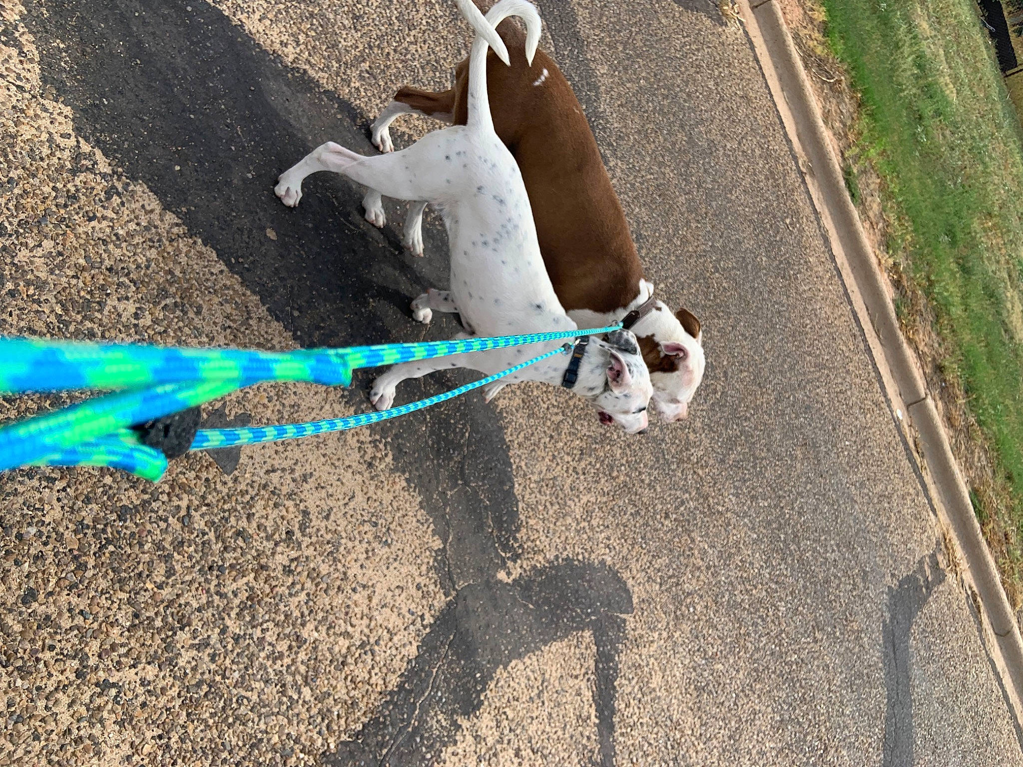 Bella joined the competition — help win amazing prizes! asphalt, canidae, carnivore, collar, companion_dog, dog, dog_breed, dog_collar, dog_supply, electric_blue, fashion_accessory, fawn, grass, leash, pet_supply, road_surface, shadow, soil, sporting_group, tail
