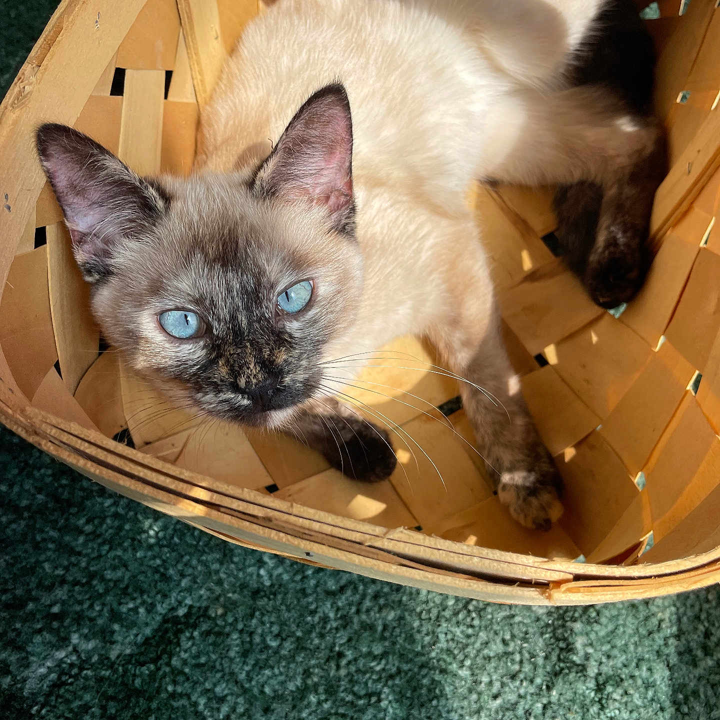 Heidi Pearl joined the competition — help win amazing prizes! animal, basket, blue_eyes, cat, close_up, curious, cute, domestic_animal, feline, fur, indoor, looking_up, pet, relaxing, shadow, siamese_cat, sunlight, texture, whiskers, woven_basket