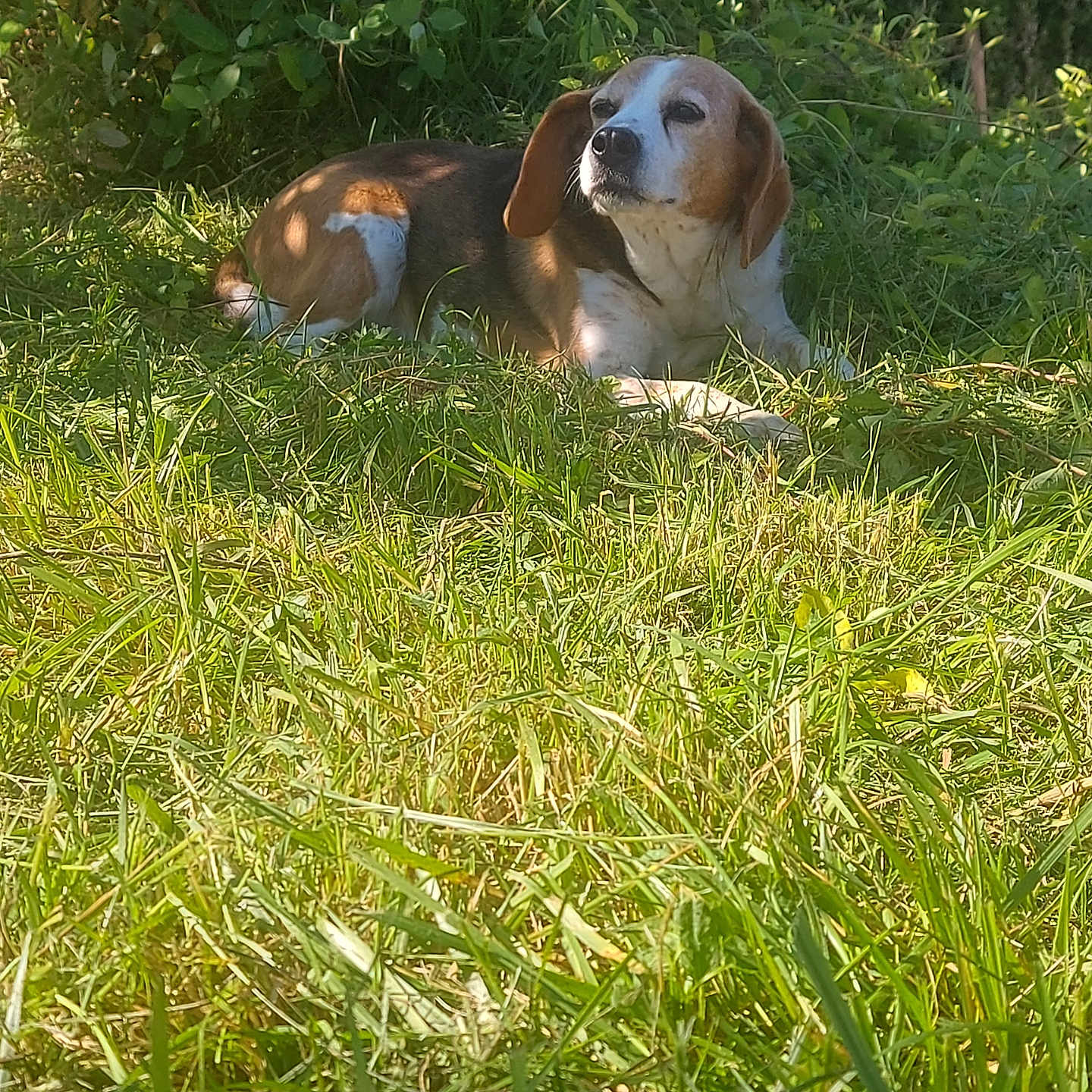 Etna a rejoint le concours — aidez-le/la à gagner de superbes lots ! animal, beagle, canine, dog, field, grass, grassland, green, grove, hound, land, lawn, leaf, nature, outdoors, pet, plant, puppy, tree, vegetation