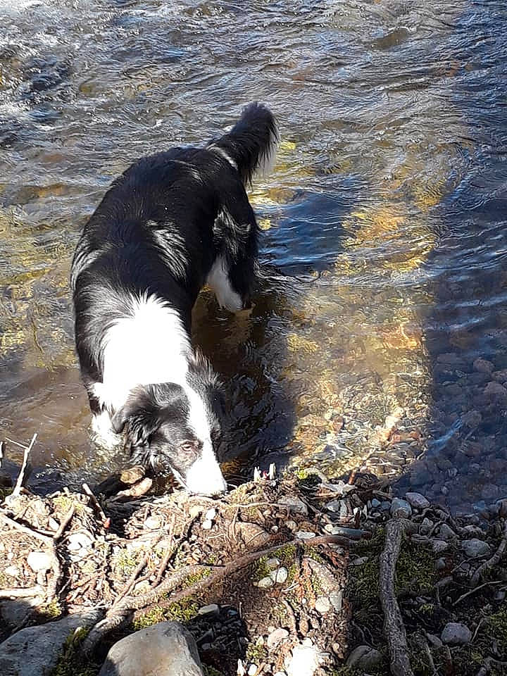 Titane a rejoint le concours — aidez-le/la à gagner de superbes lots ! australian_cattle_dog, border_collie, canidae, carnivore, companion_dog, dog, dog_breed, gun_dog, herding_dog, hunting_dog, lake, mcnab, rock, soil, sporting_group, stream, tail, water, working_animal, working_dog