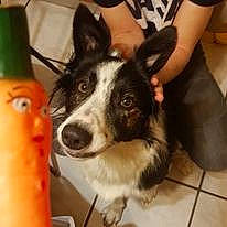 Titane participe au concours pour gagner de l'argent avec cette photo : ancient_dog_breeds, australian_collie, border_collie, bottle, carnivore, companion_dog, dog, dog_breed, flooring, fur, herding_dog, mcnab, non_sporting_group, recreation, whiskers, working_animal, working_dog