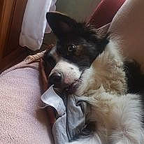 Titane participe au concours pour gagner de l'argent avec cette photo : canidae, carnivore, comfort, companion_dog, dog, dog_breed, ear, fur, snout, sporting_group, square, whiskers, wood, working_animal