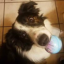 Titane a rejoint le concours — aidez-le/la à gagner de superbes lots ! bernese_mountain_dog, border_collie, canidae, carnivore, companion_dog, dog, dog_breed, fur, giant_dog_breed, herding_dog, pet_supply, picture_frame, sky, snout, sporting_group, square, terrestrial_animal, whiskers, working_animal, working_dog