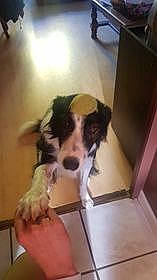 Titane participe au concours pour gagner de l'argent avec cette photo : bored, canidae, carnivore, companion_dog, dog, dog_breed, dog_supply, floor, flooring, fur, giant_dog_breed, hardwood, herding_dog, snout, sporting_group, terrestrial_animal, toy_dog, wood, working_animal, working_dog