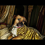 Buddy is registered to the contest to win money with this photo: dog, regal, golden_robe, bed, luxury, ornate, golden_decor, portrait, animal, pet, indoors, furniture, canine, costume, relaxed, looking_away, textile, cushion, fabric, elegant