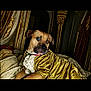 dog, regal, golden_robe, bed, luxury, ornate, golden_decor, portrait, animal, pet, indoors, furniture, canine, costume, relaxed, looking_away, textile, cushion, fabric, elegant