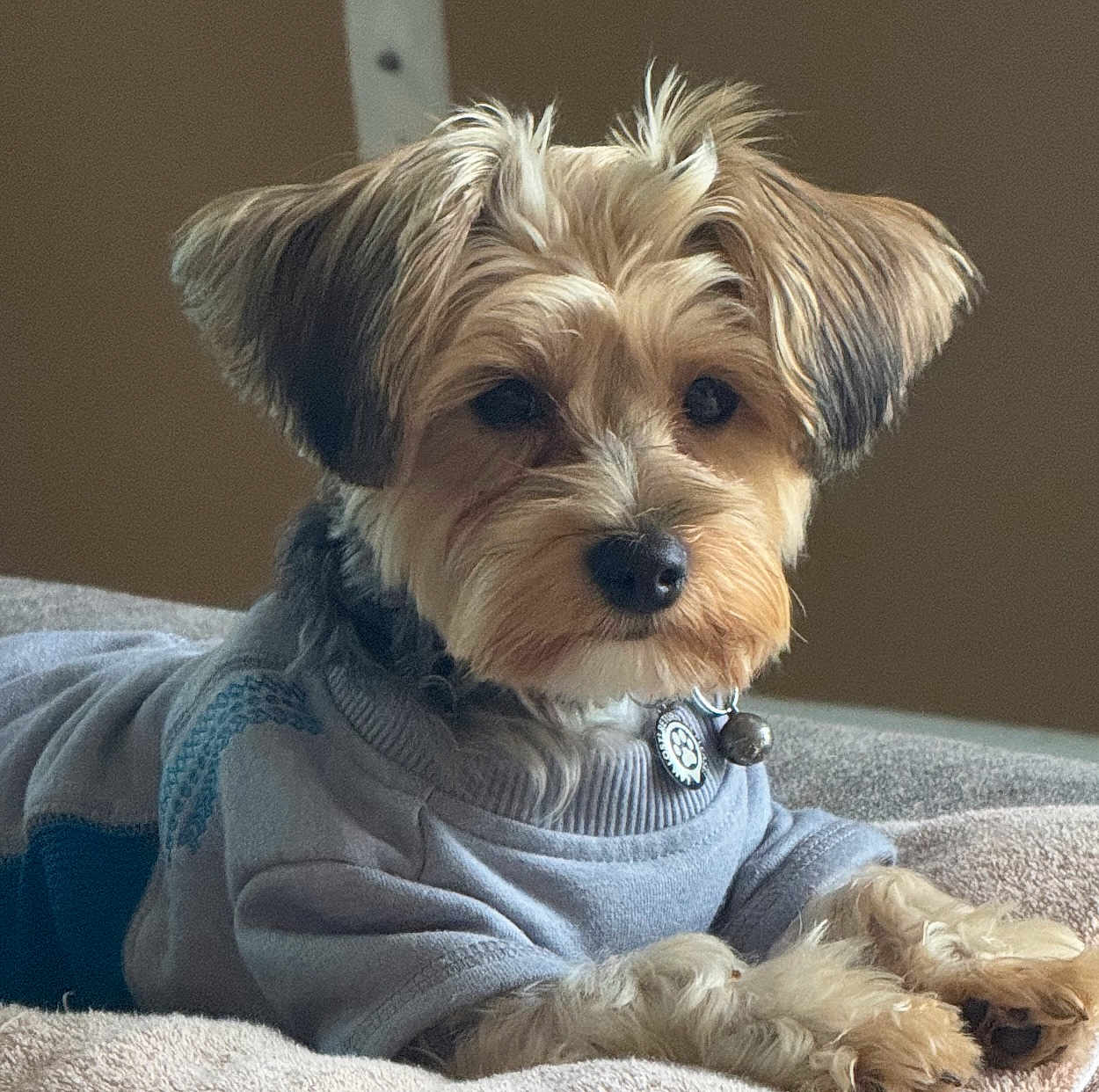 Milo Parkins is registered to the contest to win money with this photo: dog, pet, animal, cute, fur, sweater, cozy, blanket, indoor, portrait, relaxed, small_dog, brown_fur, soft_lighting, close_up, paw, face, ears, collar, cute_expression
