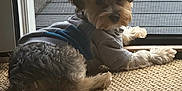 Milo Parkins joined the competition — help win amazing prizes! dog, small_dog, pet, indoor, carpet, sweater, clothing, door, mesh_screen, relaxing, looking_back, fur, cozy, home, animal, cute, companion, curious, resting, light