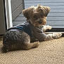 dog, small_dog, pet, indoor, carpet, sweater, clothing, door, mesh_screen, relaxing, looking_back, fur, cozy, home, animal, cute, companion, curious, resting, light