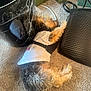 Milo Parkins is registered to the contest to win money with this photo: dog, carpet, indoor, shirt, furniture, black_trash_can, footrest, storage_boxes, cozy, pet, resting, fur, small_dog, white_shirt, curled_up, relaxed, brown_fur, black_fur, leisure, home