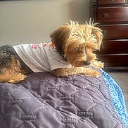 Milo Parkins joined the competition — help win amazing prizes! dog, small_dog, pet, bed, quilt, blanket, shirt, furniture, dresser, television, indoor, carpet, lying_down, fur, cute, animal, home, relaxing, cozy, room
