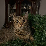 Melody Wax joined the competition — help win amazing prizes! cat, tabby, greenery, garland, indoor, wooden_cabinet, glass_doors, curious, wide_eyes, feline, whiskers, pet, animal, household, decor, closeup, cute, fur, resting, alert