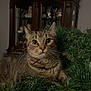 cat, tabby, greenery, garland, indoor, wooden_cabinet, glass_doors, curious, wide_eyes, feline, whiskers, pet, animal, household, decor, closeup, cute, fur, resting, alert