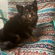 Daisy is registered to the contest to win money with this photo: dog, pet, animal, chair, cushion, pattern, indoor, furniture, cozy, fur, black, brown, small_dog, looking_back, ears, cute, companion, resting, home, curious
