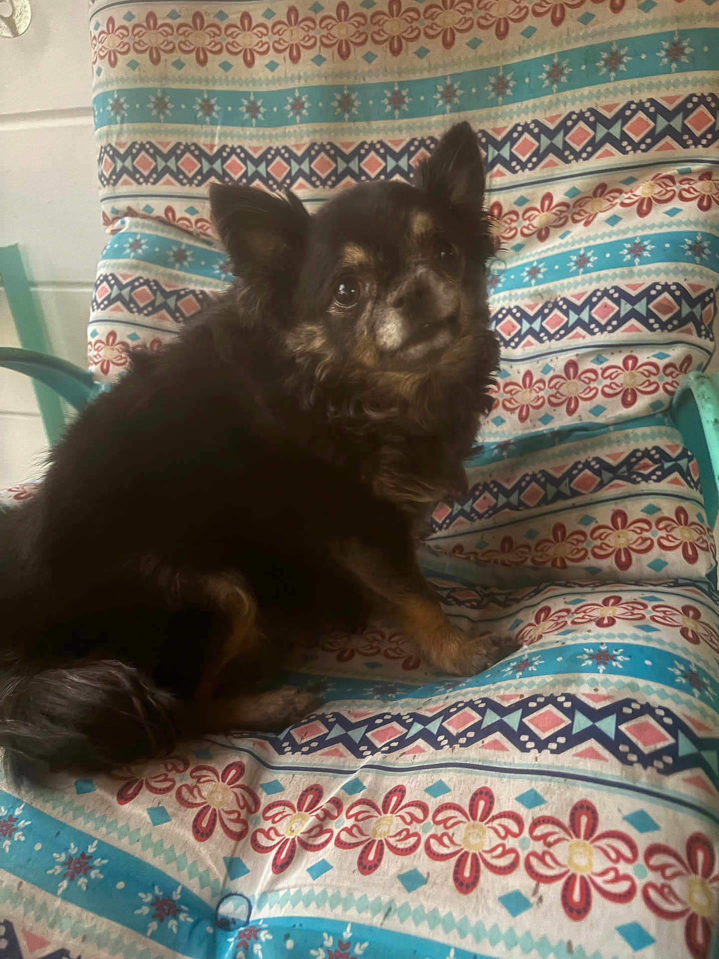 Daisy is registered to the contest to win money with this photo: dog, pet, animal, chair, cushion, pattern, indoor, furniture, cozy, fur, black, brown, small_dog, looking_back, ears, cute, companion, resting, home, curious