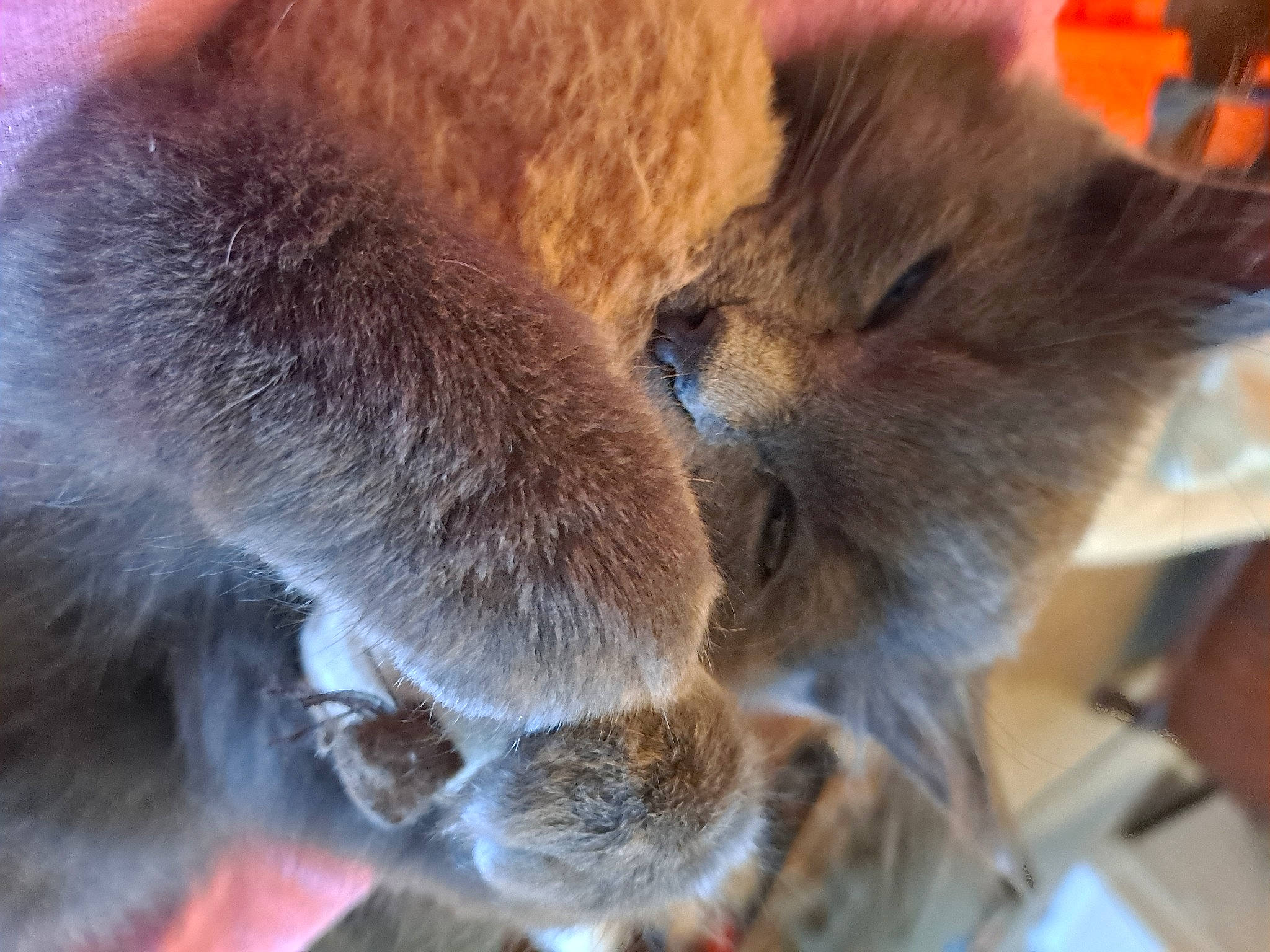 Luca joined the competition — help win amazing prizes! claw, electric_blue, fawn, felidae, fur, koala, natural_material, primate, snout, tail, terrestrial_animal, tree, whiskers, wildlife