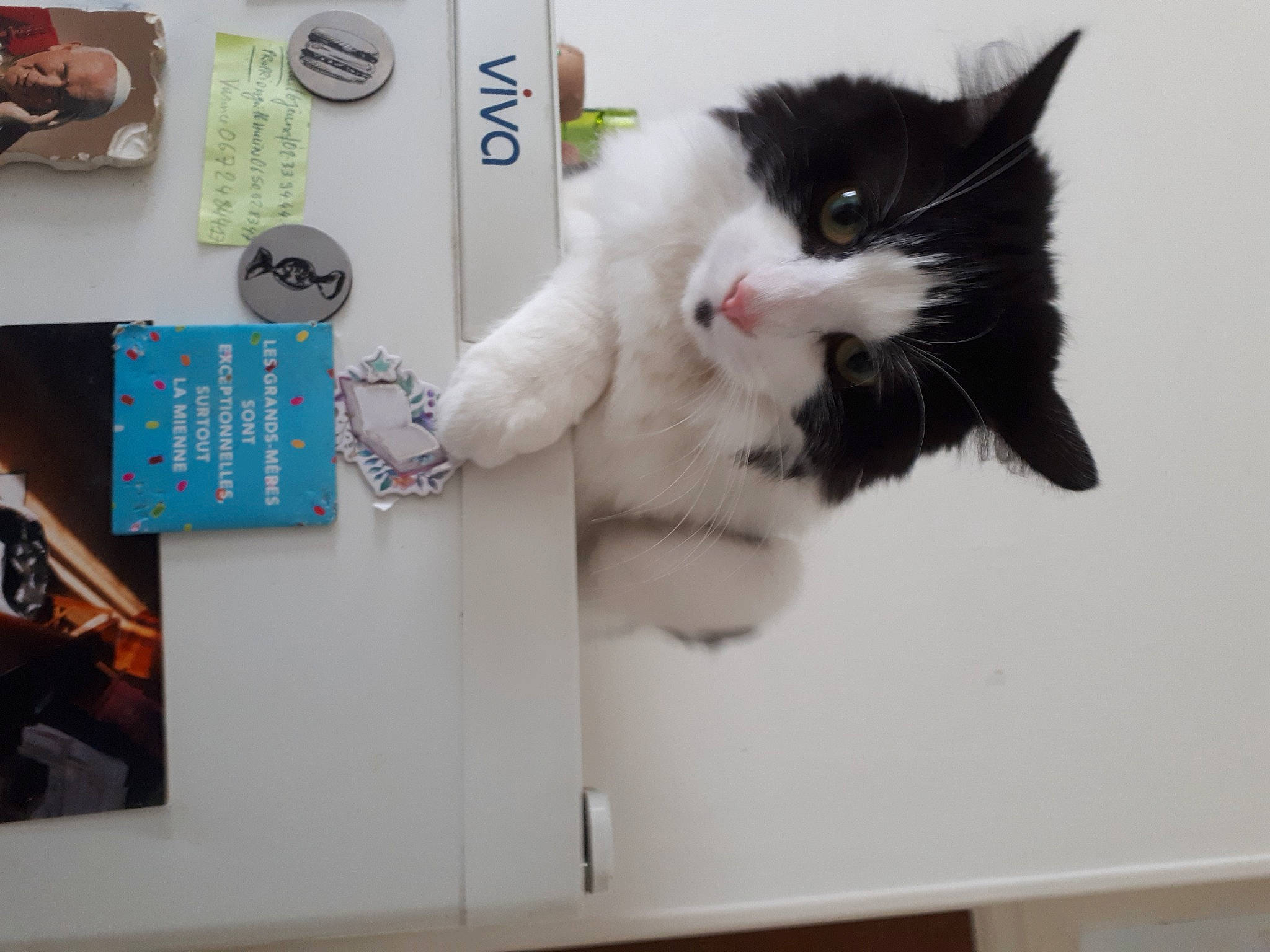 Tresor a rejoint le concours — aidez-le/la à gagner de superbes lots ! cat, computer_keyboard, domestic_short_haired_cat, felidae, font, fur, office_equipment, office_supplies, paper, paw, room, shelving, small_to_medium_sized_cats, tail, toy, whiskers