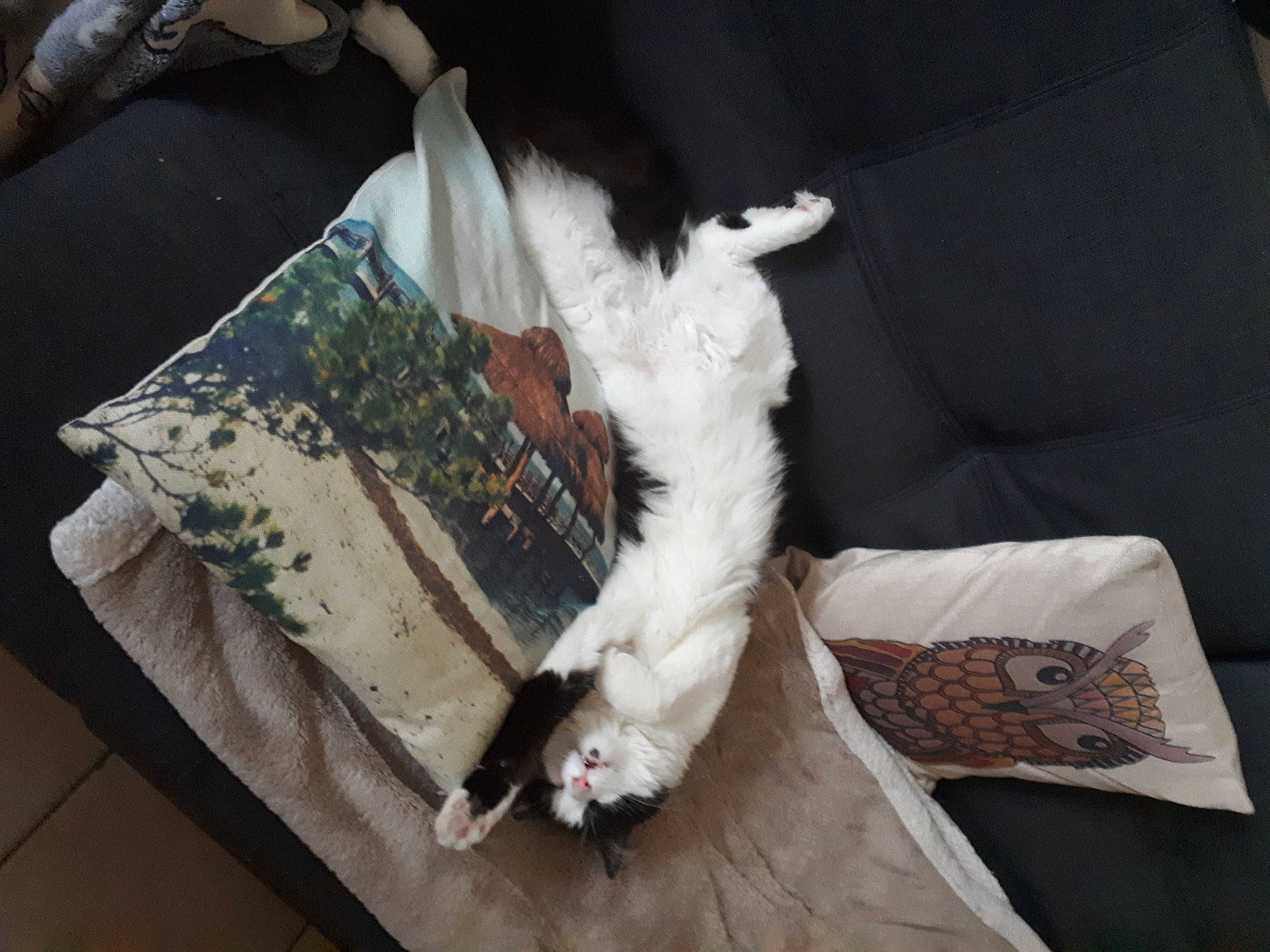 Tresor a rejoint le concours — aidez-le/la à gagner de superbes lots ! canidae, carnivore, cat, comfort, companion_dog, couch, dog_breed, fawn, felidae, formal_wear, fur, hardwood, linens, room, small_to_medium_sized_cats, sporting_group, tail, textile, whiskers, wood