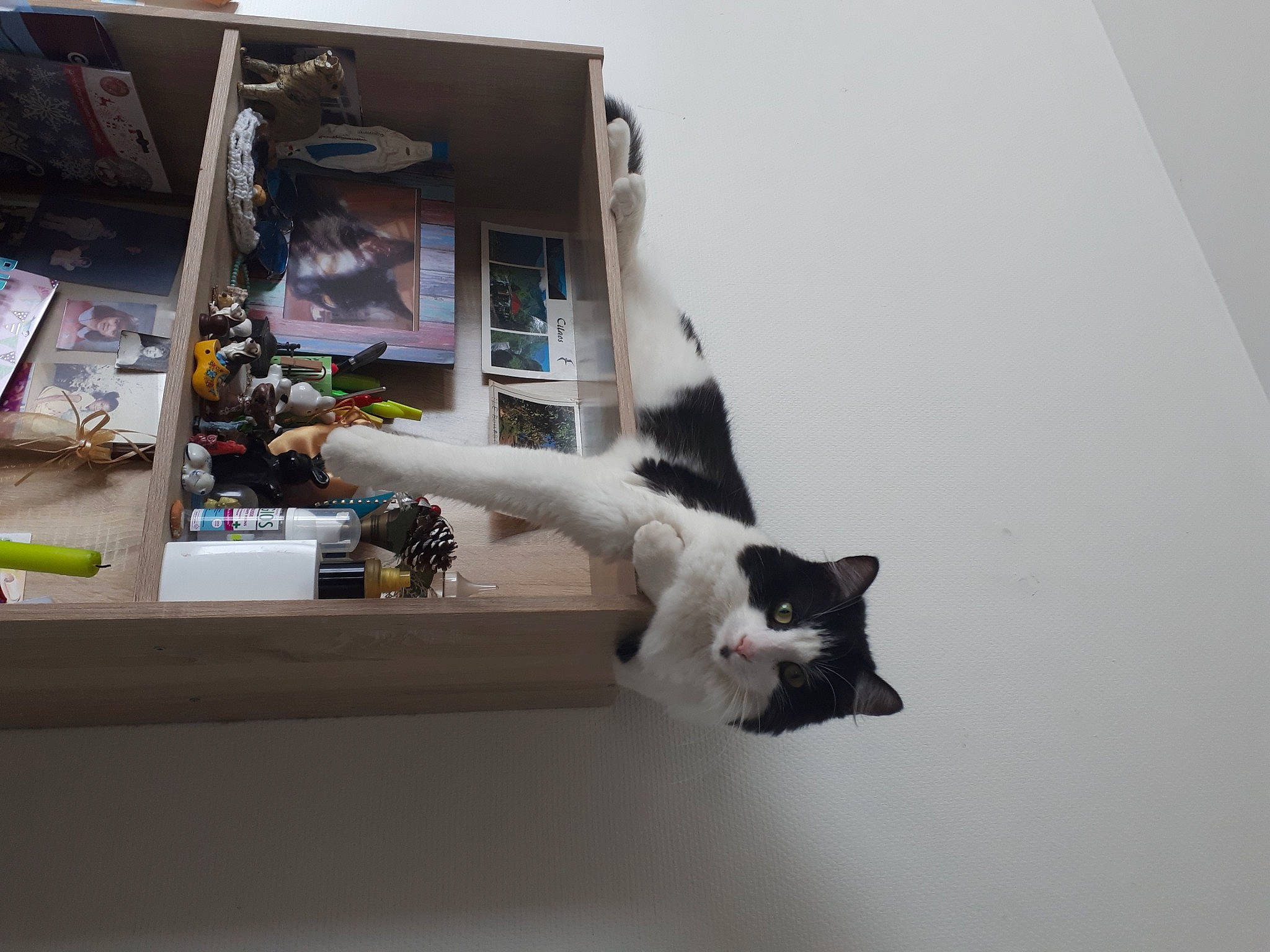 Tresor participe au concours pour gagner de l'argent avec cette photo : building, carnivore, cat, chair, domestic_short_haired_cat, felidae, flooring, fur, hardwood, machine, paw, room, small_to_medium_sized_cats, tail, whiskers, wood