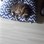 Orson participe au concours pour gagner de l'argent avec cette photo : cat, sleeping, cushion, chevron_pattern, blue, white, floor, wood_floor, pet, indoor, cozy, resting, feline, animal, home, quiet, calm, relaxed, soft_light, domestic