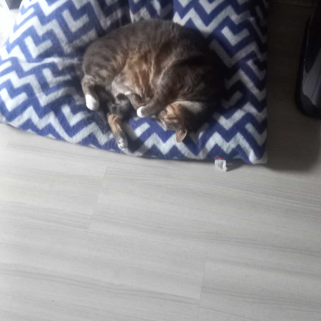 Orson participe au concours pour gagner de l'argent avec cette photo : animal, blue, calm, cat, chevron_pattern, cozy, cushion, domestic, feline, floor, home, indoor, pet, quiet, relaxed, resting, sleeping, soft_light, white, wood_floor