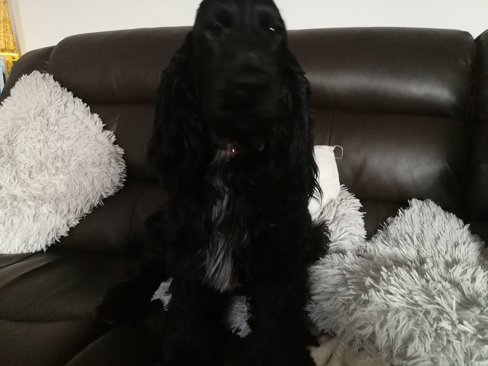 Maggy May is registered to the contest to win money with this photo: american_cocker_spaniel, black, canidae, carnivore, cocker_spaniel, companion_dog, couch, dog, dog_breed, english_cocker_spaniel, field_spaniel, fur, labradoodle, mammal, puppy, russian_spaniel, spaniel, sporting_group