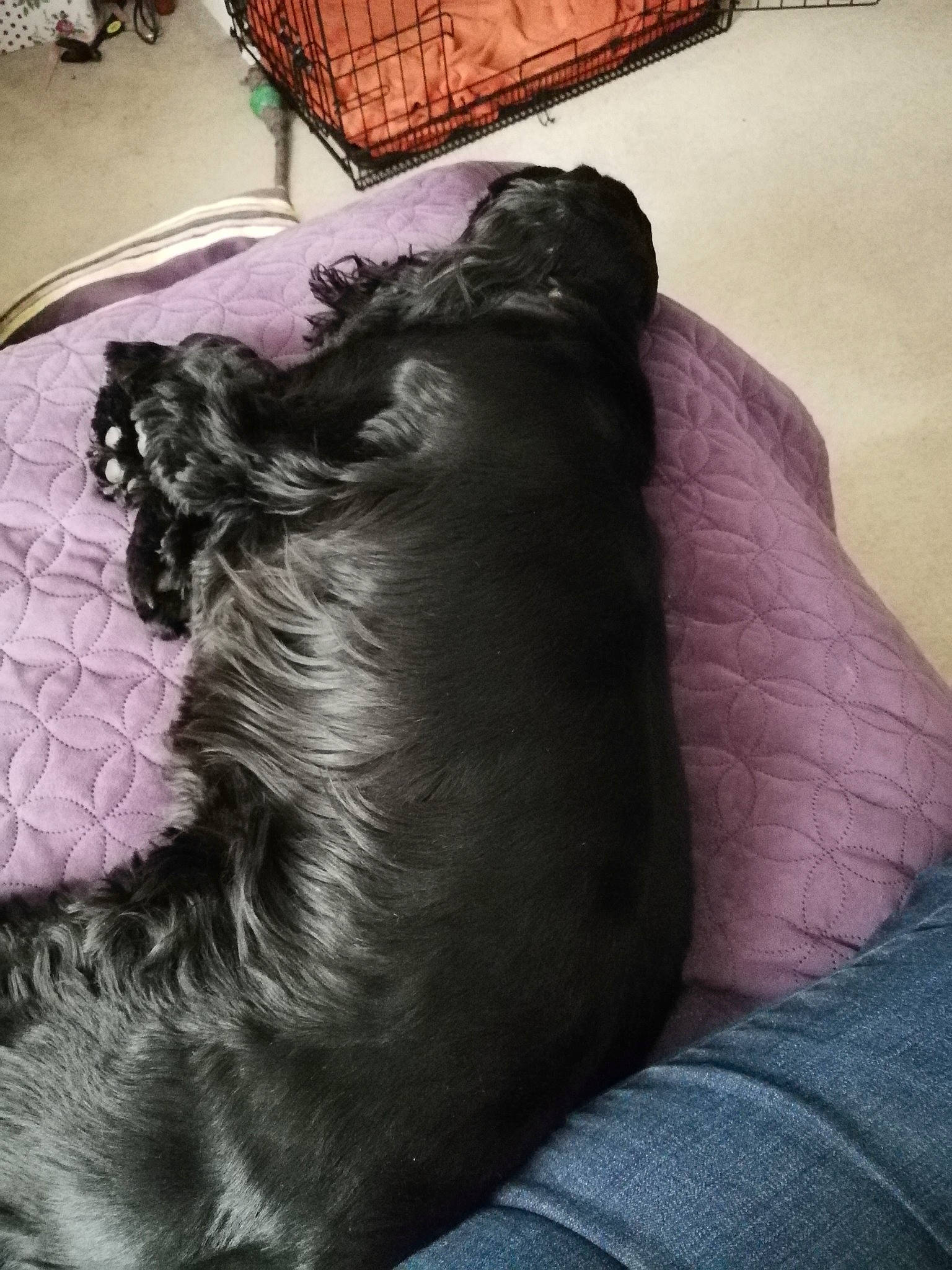 Maggy May is registered to the contest to win money with this photo: american_cocker_spaniel, black_hair, canidae, carnivore, companion_dog, dog, dog_breed, english_cocker_spaniel, flat_coated_retriever, furniture, long_hair, nap, puppy, purple, spaniel, sporting_group