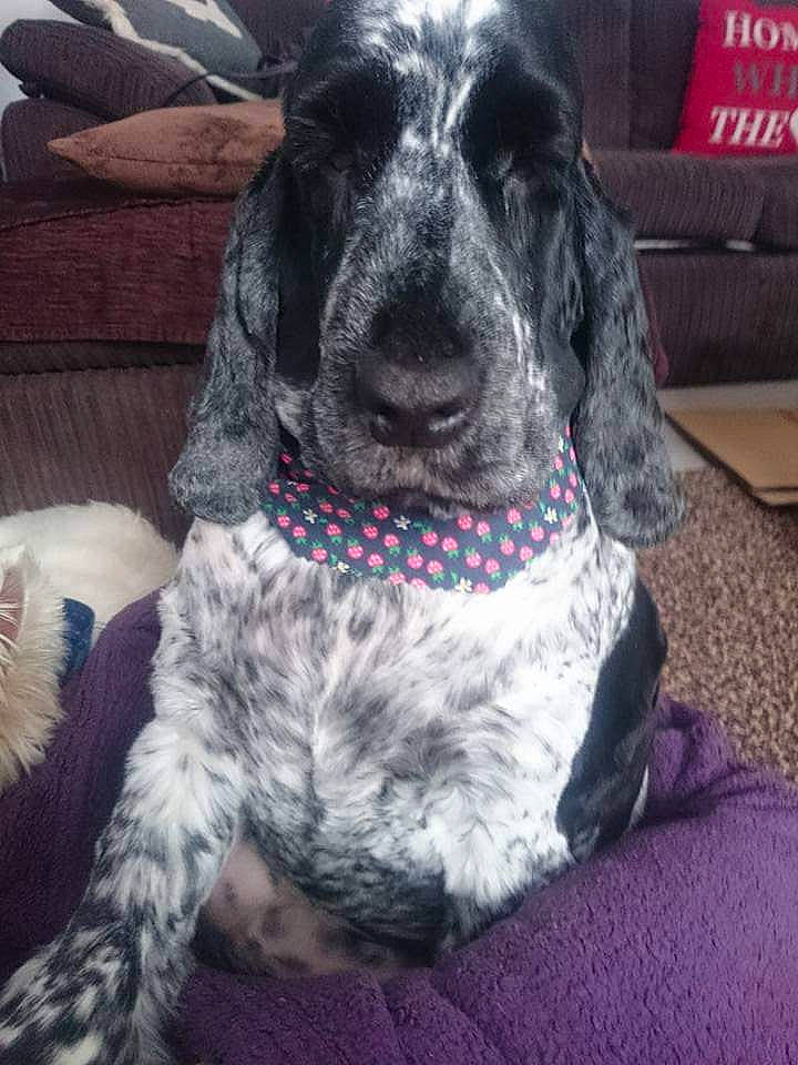 Ali Baby is registered to the contest to win money with this photo: bluetick_coonhound, braque_dauvergne, canidae, carnivore, cocker_spaniel, companion_dog, dog, dog_breed, english_cocker_spaniel, german_shorthaired_pointer, mammal, rare_breed_dog, russian_spaniel, spaniel, sporting_group, vertebrate