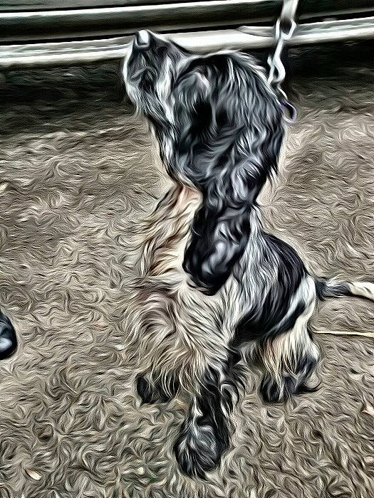 Ali Baby is registered to the contest to win money with this photo: canidae, carnivore, dog, dog_breed, fictional_character, miniature_schnauzer, schnauzer, silver, terrier