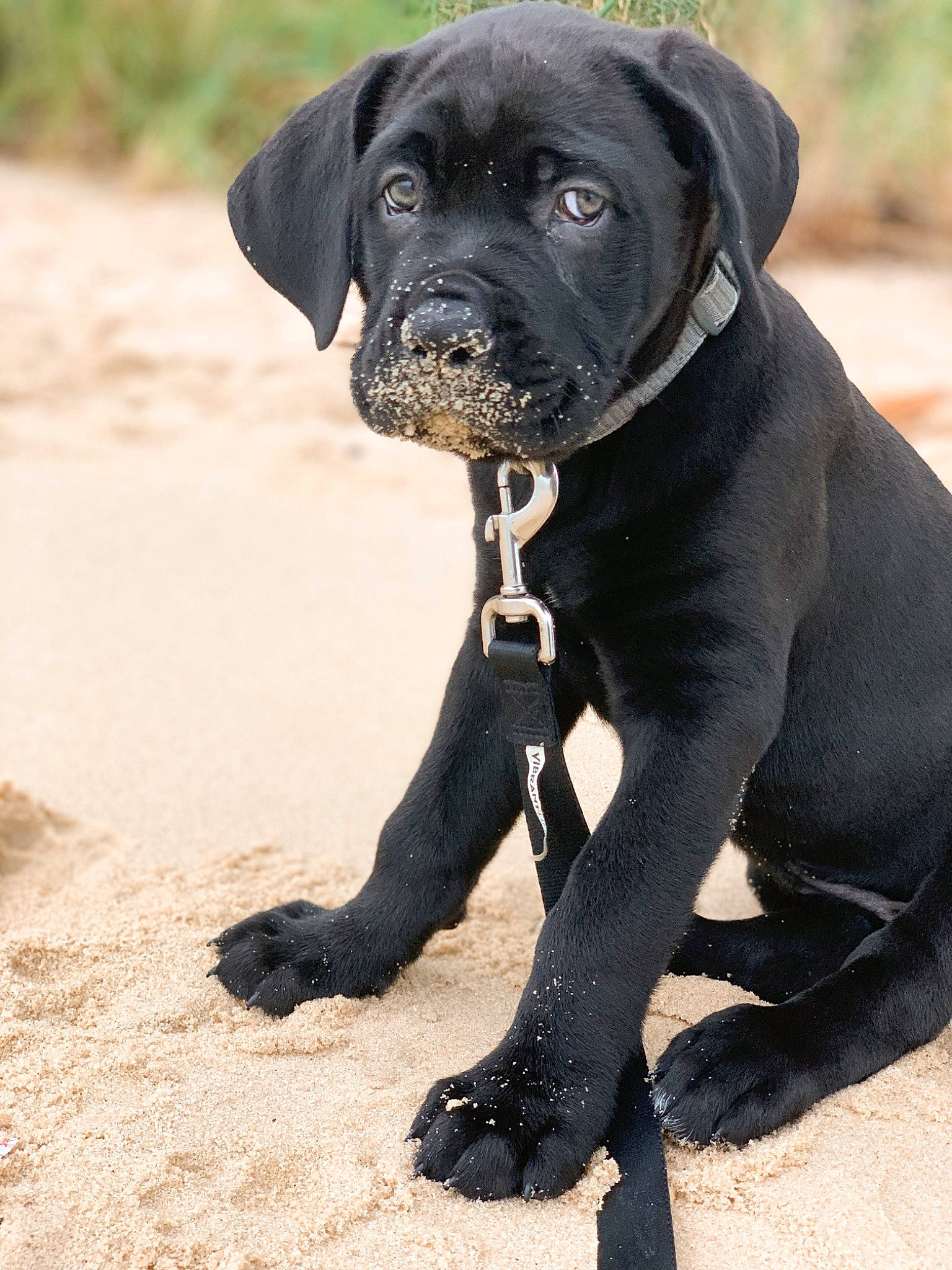 Salvatore is registered to the contest to win money with this photo: borador, canidae, carnivore, collar, companion_dog, dog, dog_breed, dog_collar, fawn, molosser, non_sporting_group, personal_protective_equipment, plant, puppy, snout, sporting_group, terrestrial_animal, whiskers, working_animal, working_dog