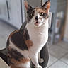 Tess participe au concours pour gagner de l'argent avec cette photo : cat, calico_cat, chair, indoor, pet, animal, furniture, plant, tile_floor, kitchen, domestic, sitting, looking, fur, whiskers, ears, eyes, mouth, curious, houseplant