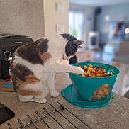 Tess a rejoint le concours — aidez-le/la à gagner de superbes lots ! cat, calico_cat, fruit, cherries, bowl, kitchen, counter, indoor, pet, curious, animal, home, table, domestic_cat, feline, white, brown, black, paw, appliance