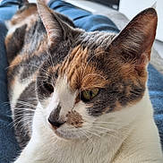 Tess a rejoint le concours — aidez-le/la à gagner de superbes lots ! animal, calico, cat, close_up, comfortable, domestic_animal, ears, feline, focus, fur, green_eyes, human_legs, indoor, jeans, pet, portrait, relaxing, resting, soft_light, whiskers