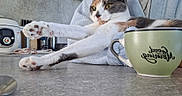 Tess a rejoint le concours — aidez-le/la à gagner de superbes lots ! appliance, calico, cat, counter, cozy, domestic, feline, good_morning, gray, household, indoor, kitchen, morning, mug, paws, relaxed, robe, tabletop, utensils, white