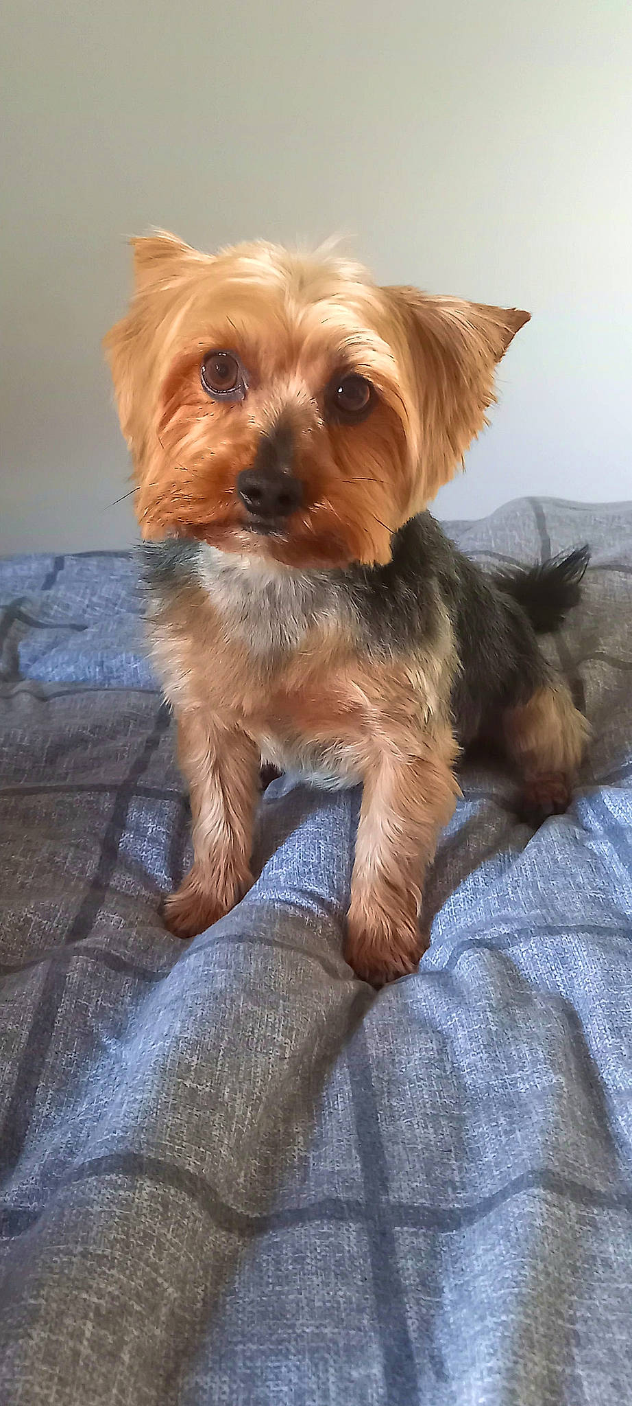 Kenzo a rejoint le concours — aidez-le/la à gagner de superbes lots ! australian_terrier, biewer_terrier, canidae, carnivore, clock, companion_dog, dog, dog_breed, dog_supply, fawn, fur, liver, puppy, small_terrier, terrier, toy_dog, working_animal, working_terrier, yorkipoo, yorkshire_terrier